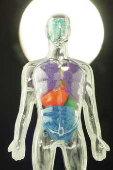 intestinal bacteria